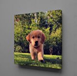 KAHVERENGİYAVRU KÖPEK