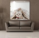 SEVİMLİ KEDİ