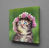 TATLI KEDİ