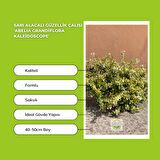 Sarı Alacalı Güzellik Çalısı 'Abelia Grandiflora Kaleidoscope'