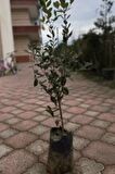 Videolu Mor Renkli Leylak Fidani (50 -60 CM) 1 Adet Tüplü/saksılı Dış Mekan Bitkisi Syringa