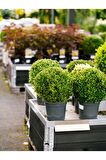 Videolu Şimsir Çalı (BUXUS MİCROPHYLLA 'FAULKNER') (30-40 CM)1 Adet Dış Mekan Bitkisi Boxwood