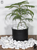 SOSC Natural Beyaz Dolomit Kristal Dekoratif Çakıl Taşı, 2-4 cm, 3 kg, İç ve Dış Mekan Peyzaj için