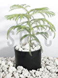 SOSC Natural Volkanik Beyaz Dekoratif Pomza Taşı, 2-4 cm, 5 Litre, Drenaj ve Toprak Nemlendirici Özellikli, Saksı Süsleme