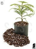 SUBSTRAT LIGHT MIX Ithal Sphangum Torfu Cocopeat Perlit Özel Karışım Saksı Harcı Çiçek Ve Bitki Toprağı  5 LT