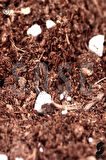SOSC Natural Substrat Mix Ithal Torf Cocopeat Perlit Özel Karışım Saksı Harcı Çiçek Ve Bitki Toprağı 3 LT