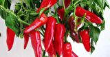 YERLİ ORTA ACI MARAŞ BİBERİ TOHUMU 25 GR ORT 3000 AD TOHUM