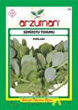 SEMİZOTU TOHUMU 25 GR ORT 10000 AD TOHUM