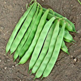 Yerli Ata Tohumu Sırık Ayşe Kadın Erken Fasulye 25 Gr (Mor Beyaz Tohum)