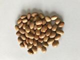  YERLİ SIRIK AYŞE KADIN FASULYE TOHUMU 500 GR (KREM)