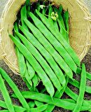 YERLİ UZUN ENLİ TURŞULUK FASULYE TOHUMU 500 GR (MOR)