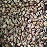 YERLİ UZUN SIRIK BARBUNYA TOHUMU 500 GR