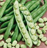 Hilal Bakla Tohumu 500 Gr