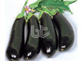 PALA PATLICAN YALOVA 49 (SİYAHIMSI MOR) 25 GR TAKRİBİ 5000 ADET TOHUM