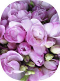 15 Adet Lila Frezya Soğanı Mis Kokulu