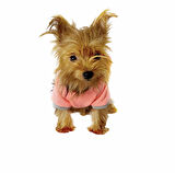 Pink Bunny Braid Kapşonlu Sweat by Kemique Köpek Kazağı 