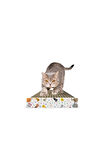 KEDİ TIRMALAMA KARTONU OYUNCAĞI