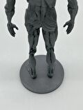  İNSAN ANATOMİSİ ( ERKEK ) - KAS VE KEMİK DETAYLAR - 35 CM