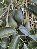 AvoGarden Taze Avokado 10'lu Paket - 200 - 250 gr