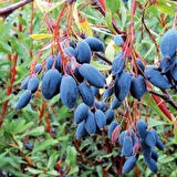 Sert Soğuklara Dayanıklı Doğak Karamuk Karamık Ağacı Meyvesi Tohumu (5 tohum)