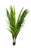9 Yapraklı Tel Çikas 50 Cm