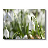Kardelen - Doğal Ortamında Narin Bahar Çiçeği Kanvas Tablo