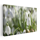 Kardelen - Doğal Ortamında Narin Bahar Çiçeği Kanvas Tablo