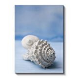 Deniz Kabukları - Okyanus Hazineleri Kanvas Tablo