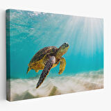 Caretta Caretta Dekoratif Kanvas Tablo 1174