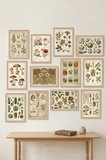 12 Parça Vintage Botanik & Doğa İllüstrasyonları 2 Renk Seçenekli Çerçeve Görünümlü Tablo Seti