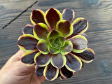 Aeonium Superbum Koreli Sukulent