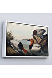 Ahşap Çerçeveli John James Audubon Ördekler Tablosu-7030
