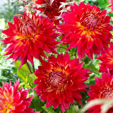 Aynı Sene Çiçek Açar Dev Çiçekli M. Island  Dahlia Yumrusu (1 adet)