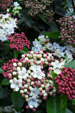 Kartopu Fidanı | Viburnum