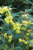 Kadın Tuzluğu - Berberis (15~20 cm)