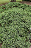 Ardıç Virginiana ‘Silver Spreader' Fidanı