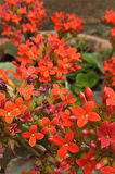 Kalanşo Çiçeği | Kalanchoe Blossfeldiana x 5 ad