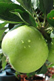 Granny Smith Elma Fidanı