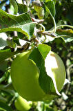Granny Smith Elma Fidanı