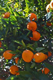 Satsuma (Rize) Mandalinası Fidanı