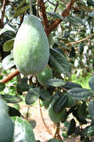 Feijoa (Kaymak Ağacı) (Feijoa Sellowiana)