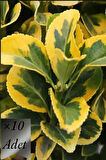 Altuni Taflan Fidanı 15-20 cm x 10 ad