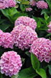 Pembe Ortanca 40 cm