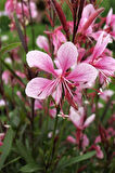 Pembe Gaura Fidanı 40 cm x 3 ad