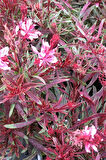 Pembe Gaura Fidanı 40 cm x 3 ad