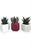 Haworthia & Huernia 3'lü Sukulent Seti | Kırmızı & Beyaz Seri