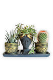 Kaktüs & Haworthia Zebra & Rhipsalis 3'lü Sukulent Seti | Helen Siyah & Gold Seri