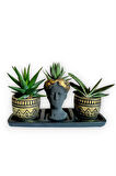 Haworthia & Gasteria 3'lü Sukulent Seti | Helen Siyah & Gold Seri