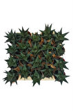 Sukulent Haworthia Limofolia x 20 ad