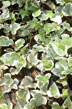 Alacalı Orman Sarmaşığı - Hedera